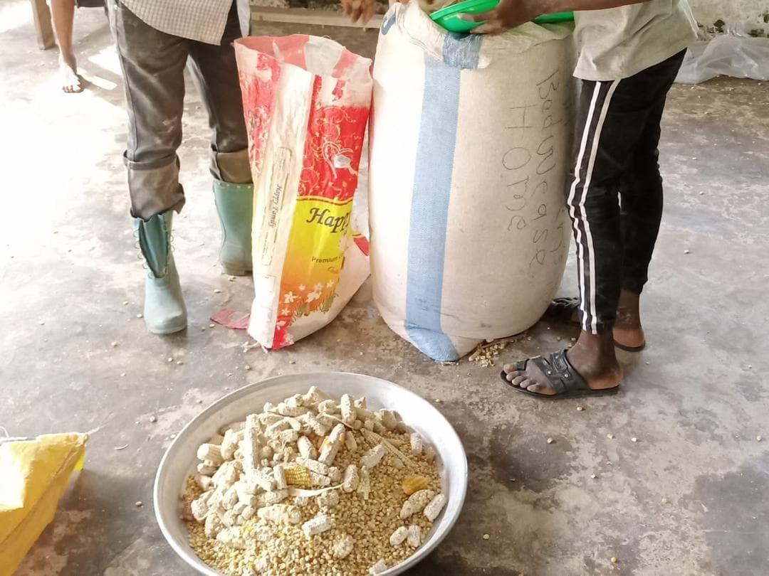 Bagging this season's maize harvest from the home's plantation