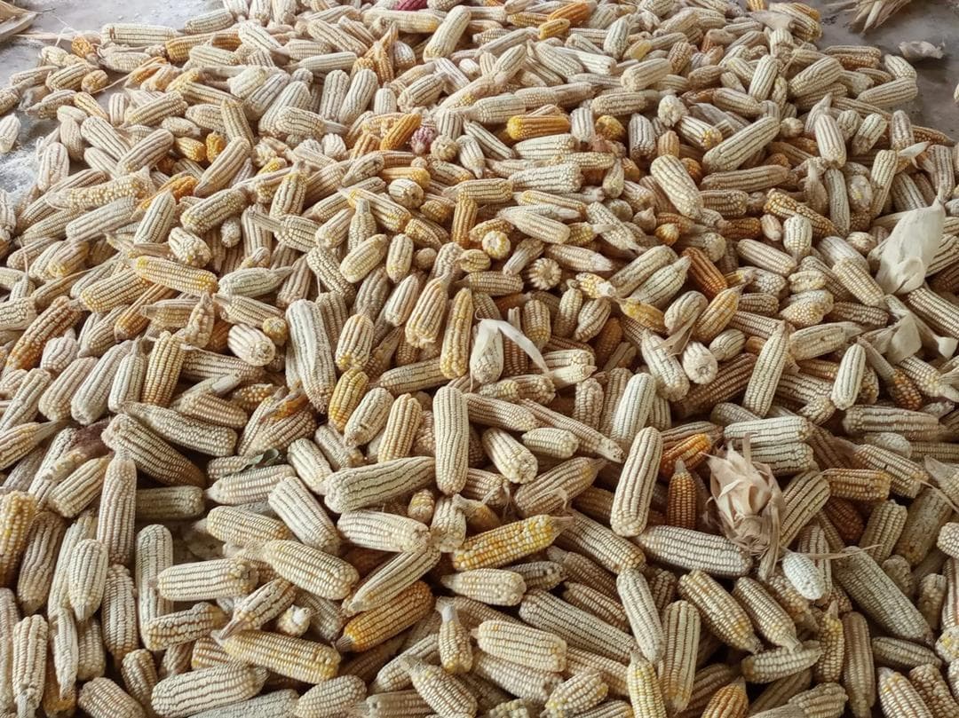 A Bountiful Maize Harvest From Our Plantation